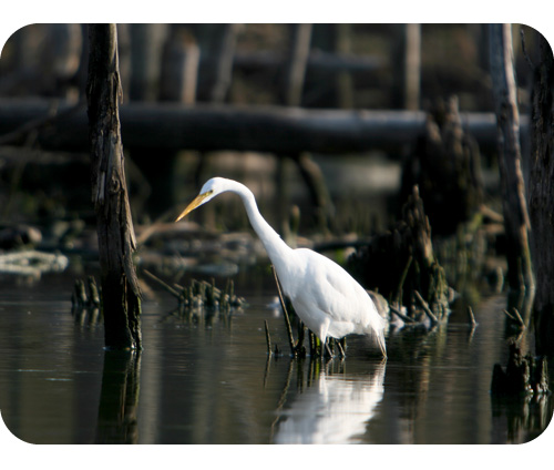 Egret