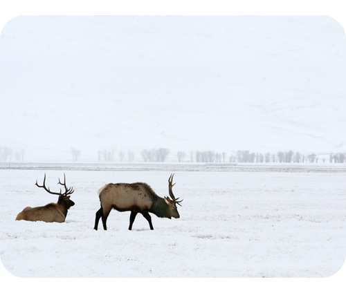 Elk