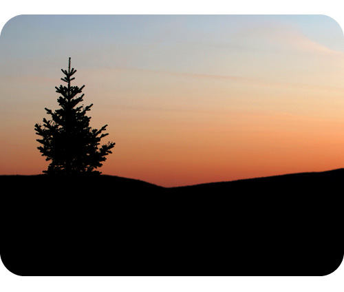 Tree Silhouette