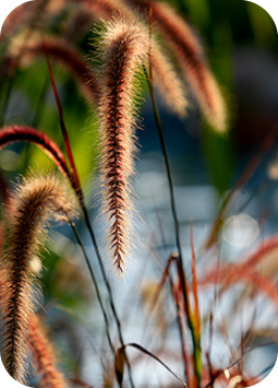 Long Grass